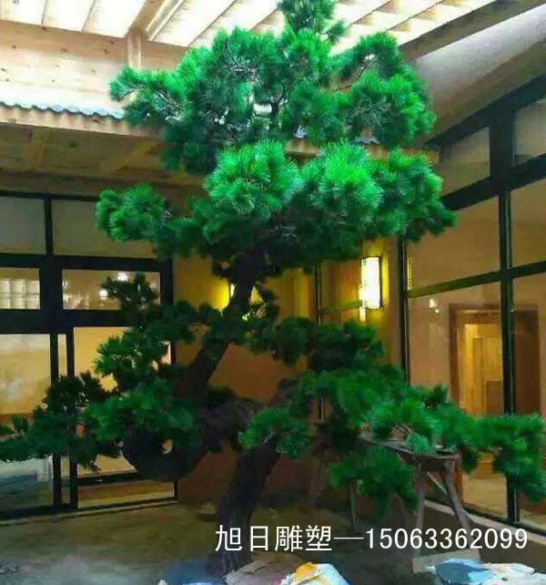 青岛室内景观松树